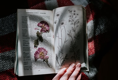 书中的粉红色花朵